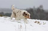 BERGER AUSTRALIEN PUPPIES 497